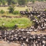 Masai Mara grande migrazione