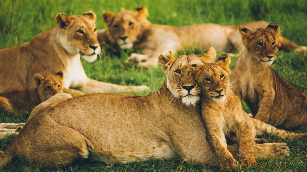 Gruppo di leoni